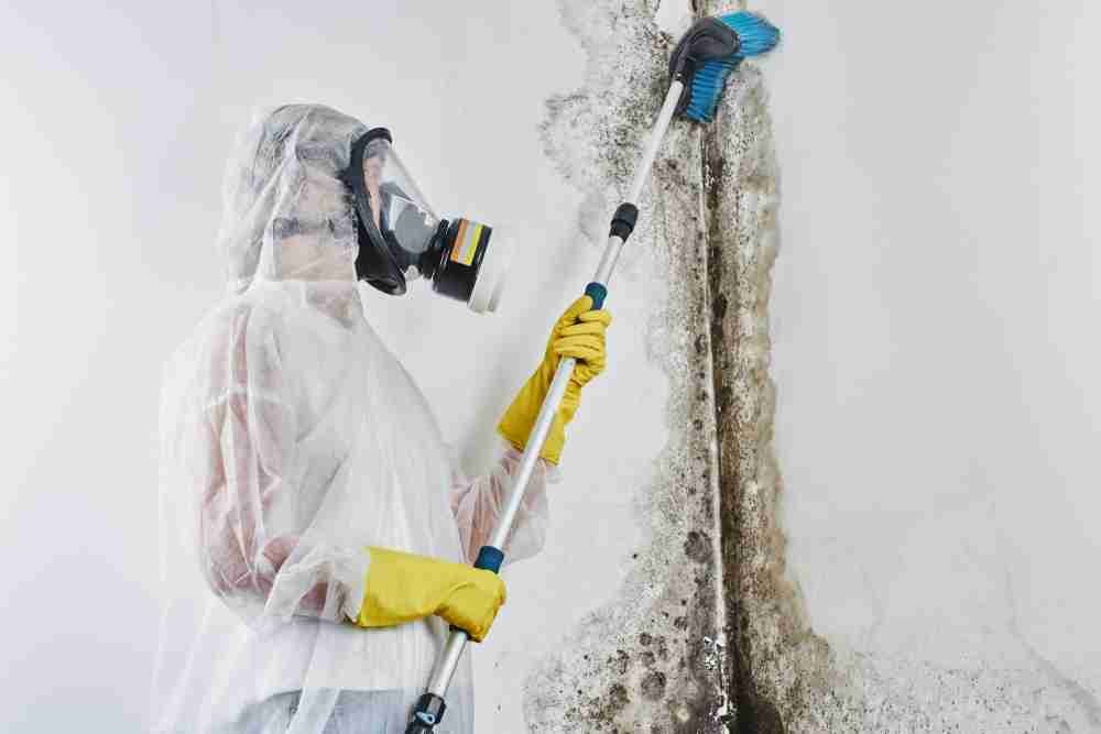 common black mold misconceptions