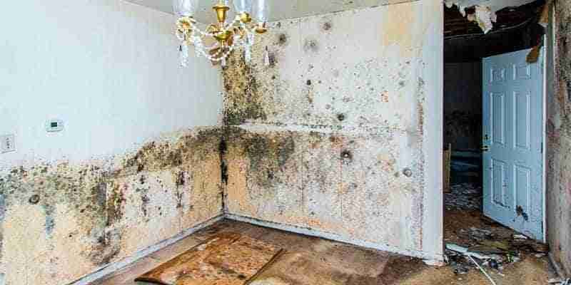 Mold Damaged Wall