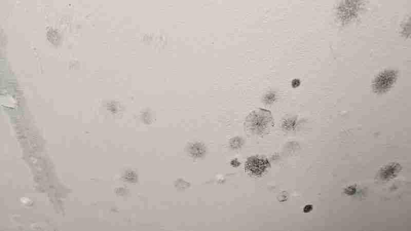 Black Mold Remediation Tempe