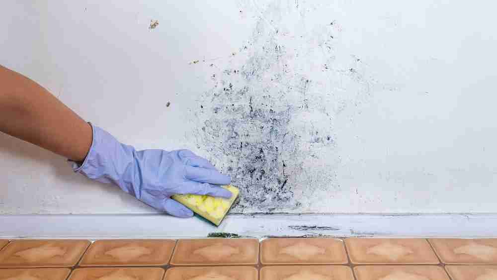 How to Safely Clean Mold from Drywall
